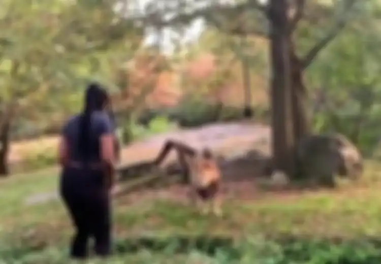 Perempuan Ini Menari-nari Mengejek Seekor Singa Setelah Berhasil Lompati Pagar, Apa yang Selanjutnya Terjadi Sungguh Tak Terduga