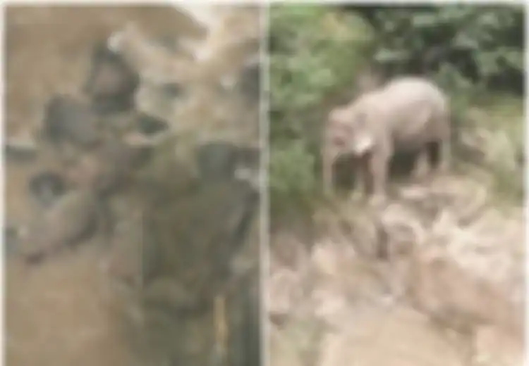 Dengar Tangisan Saat Dini Hari, Petugas Taman Nasional Temukan Kawanan Gajah Mati Bersama di Air Terjun, Ternyata Ini yang Terjadi
