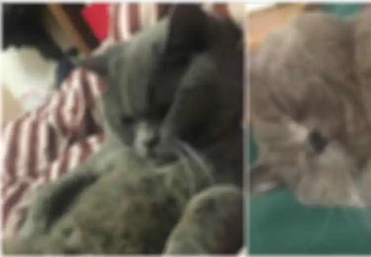 Pulang-pulang Teler, Pemilik Kucing Ini Terkejut Mengetahui Kucingnya Dikawinkan dengan 5 Kucing Betina