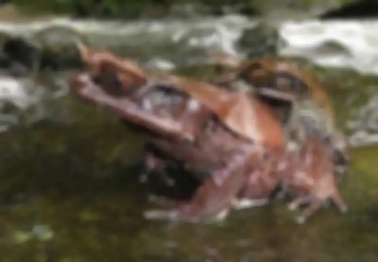 Ditemukan Saat Ekspedisi, Yuk Kenali Spesies Baru Katak Bertanduk dari Hutan Kalimantan Ini