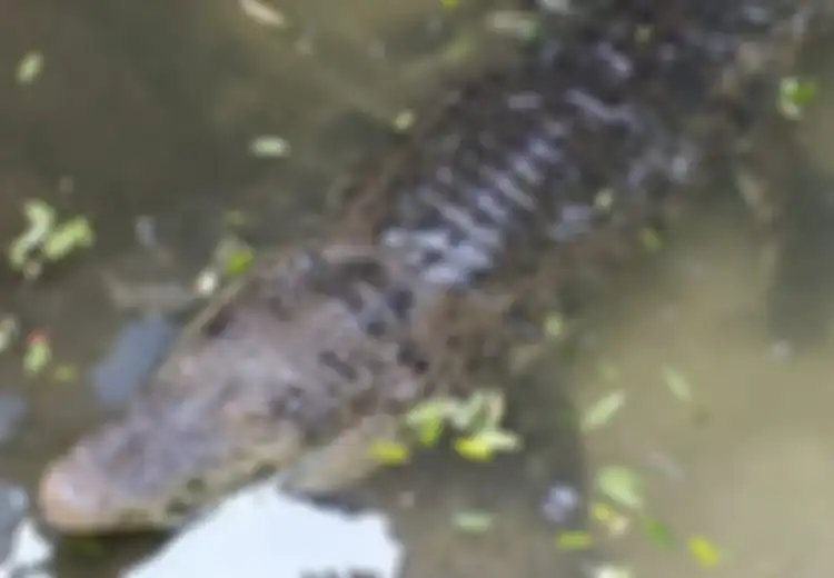 Panjangnya Ada yang Capai 2 Meter Lebih, Warga Diheboh oleh Kawanan Buaya di Bengawan Solo, Diduga Ada 5 Ekor, Pertanda Apa?