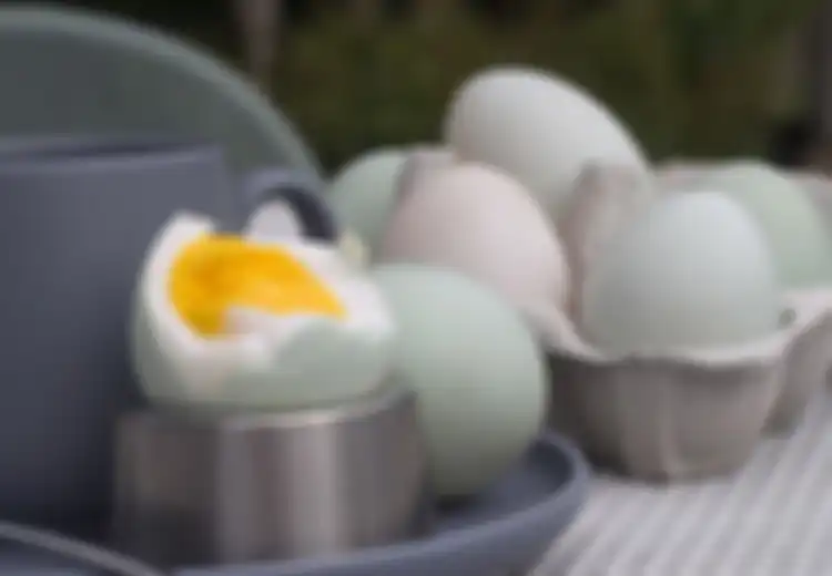 Ingin Bertahan Lama di Tempat Tidur Bersama Pasangan Anda, Coba Minum Ramuan Kuning Telur Bebek dan Gula Ini, Rasakan Sendiri Efeknya yang Luar Biasa!