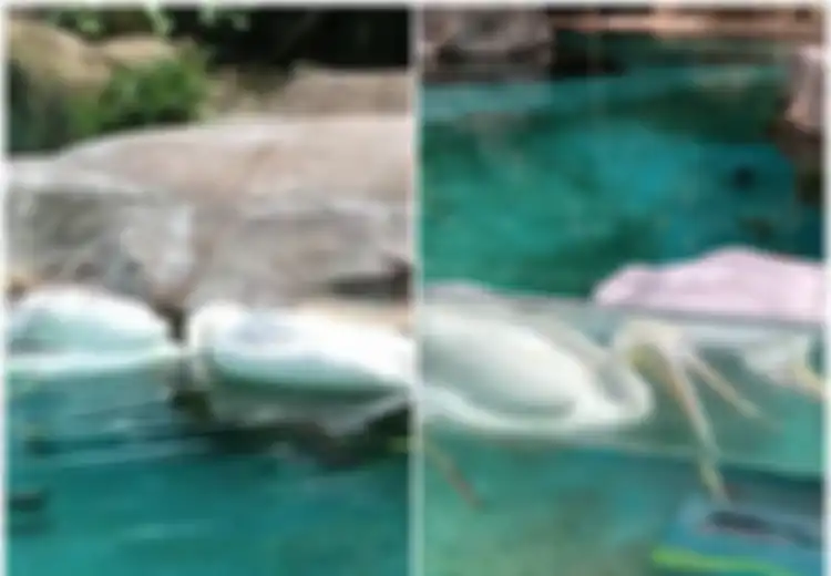 Video Memilukan Saat Seekor Burung Pelikan Berusaha Bangunkan Temannya yang Mati, Anak-anak Menangis