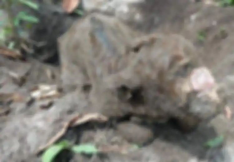 Bayi Sapi Bermata Satu Lahir Tanpa Hidung, Sang Induk Sering Bersama Babi Hutan, Pemilik Ungkap Keanehan Berikut!