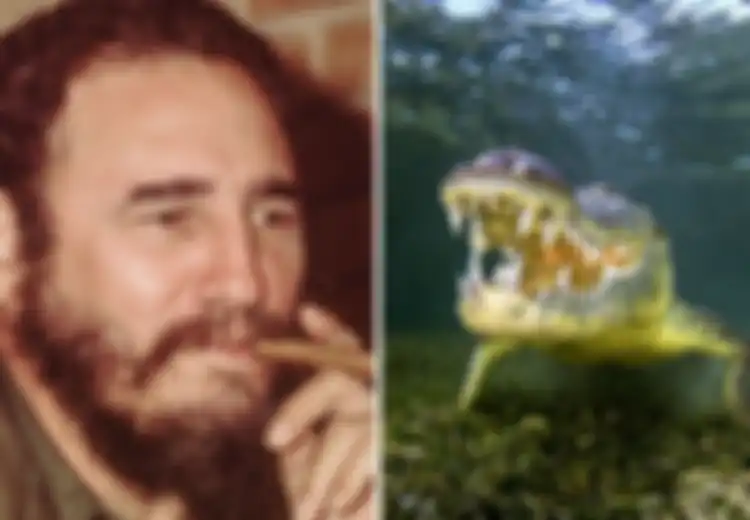 Buaya Peliharaan Fidel Castro 'Pejuang Revolusi Kuba' Menggigit Lengan Seorang Pria, Buaya Sudah Beranak 11 Sejak Tiba di Swedia