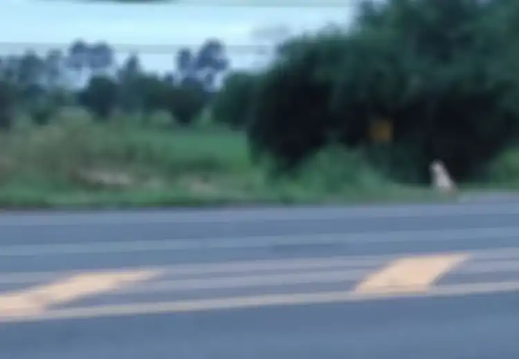 4 Tahun, Anjing Ini Setia Tunggu Pemiliknya di Pinggir Jalan, Tapi Justru Lakukan Ini Setelah Ditemukan Pemiliknya