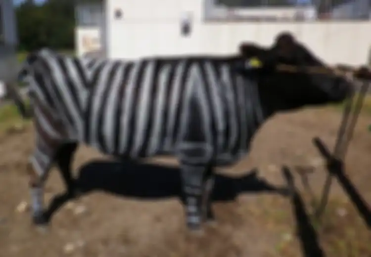 Sapi Bermotif Zebra, Solusi Cerdas Bagi Peternak untuk Mencegah Penurunan Produksi Susu, Kok Bisa?