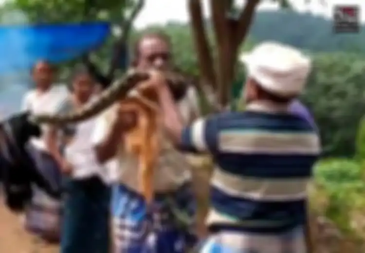 Mengira Sedang Menarik Seutas Kain, Pria Ini Dililit Piton Raksasa Sepanjang 3 Meter dari Semak-semak, Beginilah Kondisinya