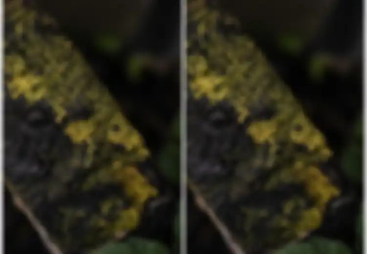 Telah Ada Selama Jutaan Tahun, Makhluk Misterius Tak Bermata Ini Punya Lebih dari 700 Kelamin, Seperti Apa Wujudnya?