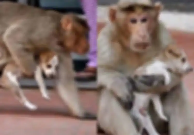 Bukti Jalinan Kasih Sayang yang Begitu Kuat: Monyet dan Anjing Ini Sudah Seperti Ibu dan Anak, Simak Kehangatannya!