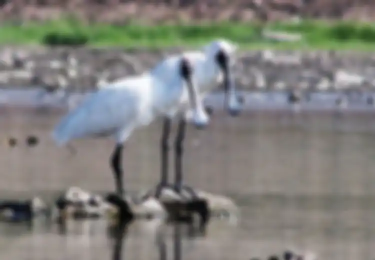 Satu Setengah Abad 'Menghilang,' Ibis Sendok Raja Kembali Terlihat di Sulawesi, Fotografer: 'Ini Seperti Makhluk Purba'