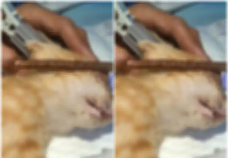 Matanya Ditusuk Kayu, 4 Kucing di Pontianak Alami Penganiayaan oleh Sosok Misterius, Ada yang Bola Matanya Harus Diangkat karena Alami Ini