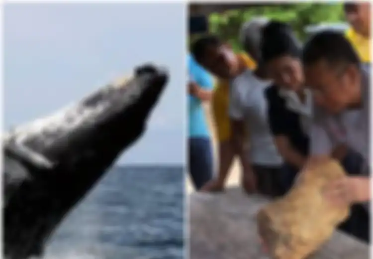 Temukan Muntahan Paus Berbau Busuk, Tak Disangka Benda Tersebut Bisa Bikin Pria Ini Kaya Mendadak