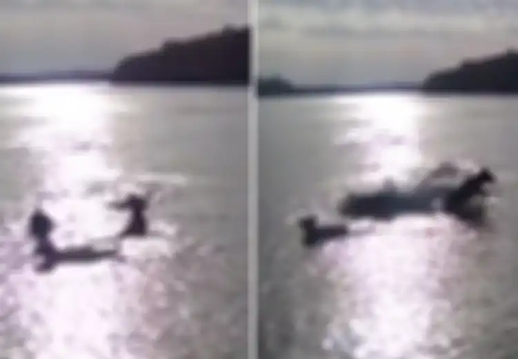 (Video) Tak Tahu dari Mana Datangnya, Anjing-anjing yang Tengah Bermain Tiba-tiba Disambar Makhluk 'Monster' Ini