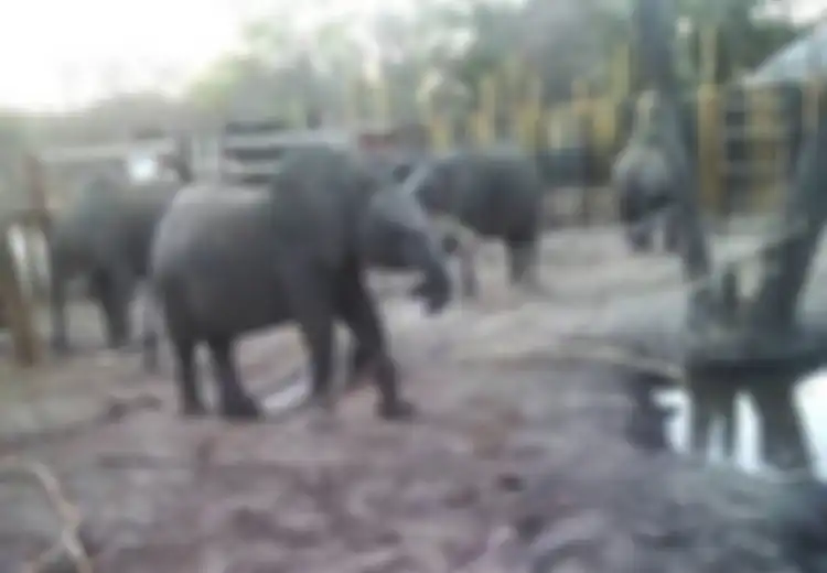 Tuai Kecaman, Zimbabwe Kirim Puluhan Gajah Muda ke China, Ada 50.000 Lebih Gajah Ditempatkan di Taman dengan Daya Tampung 15.000 Ekor Gajah