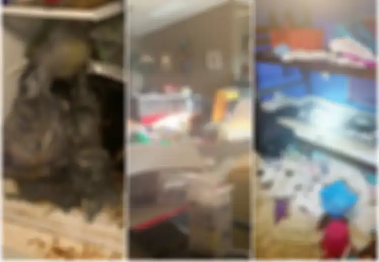 Miris, 3 Bocah Tinggal Dalam Rumah Berantakan Penuh Urin dan Kotoran Bersama 245 Hewan