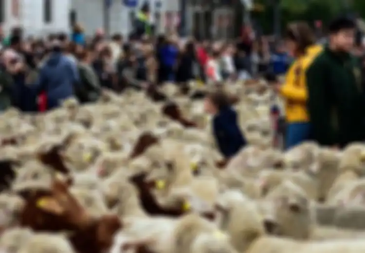 2.000 Domba Merino dan 100 Kambing Banjiri Jalanan di Madrid dalam Migrasi Tahunan, Kok Bisa?