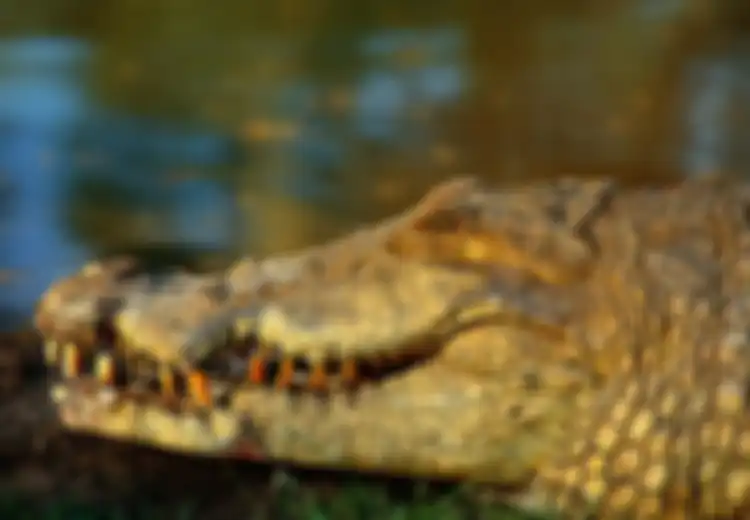 Dengar Teriakan Misterius dari Sungai, Gadis 11 Tahun Ini Temukan Temannya dalam Cengkeraman Buaya, Hal Berani Ini yang Dilakukannya hingga Buaya Pergi