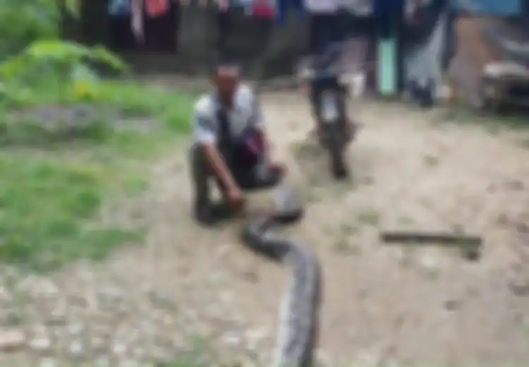 Istrinya Sudah Dililit dan Nyaris Dimangsa Ular Piton Sepanjang 6 Meter, Supriadi Nekat Lakukan Ini dengan Parangnya