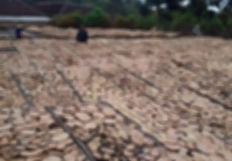Tanaman Porang Bikin Nasib Pemulung Ini Berubah 180 Derajat hingga Jadi Miliarder, Ternyata Jenis Umbi Ini Kaya Manfaat