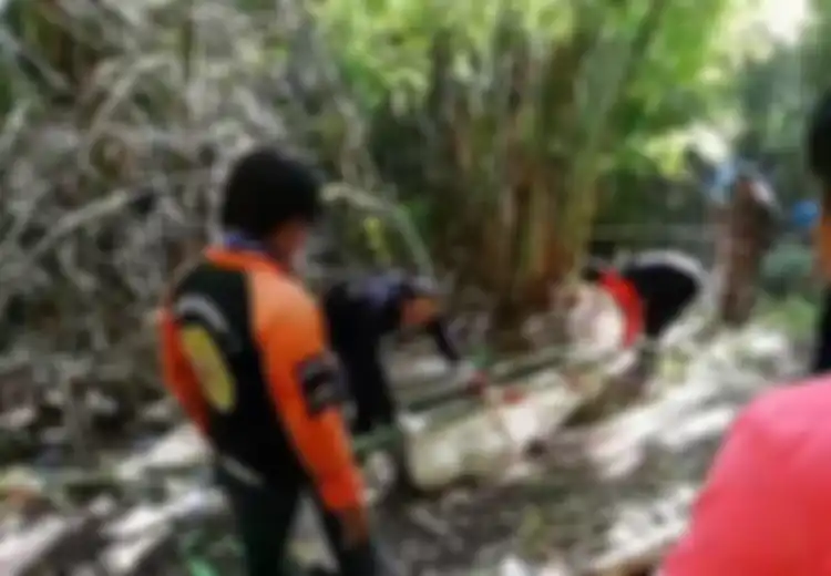 Wisatawan Ketakutan Lihat Pemandu Wisata Disengat Tawon Hingga Mati, Para Tawon Kemudian 'Berpesta' di Tubuhnya Selama 4 Hari