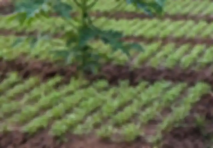 Berpenghasilan Hingga Rp5 M, Petani Kangkung dan Buncis Asal Jatim Ini Ditangkap Polisi, Memang Apa Salahnya?