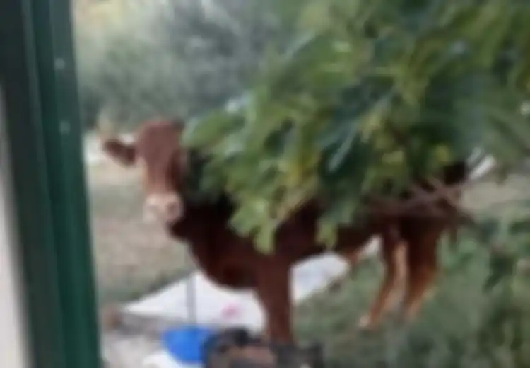 Lolos dari Kematian dengan Melompat Seperti Kucing dan Menghilang di Semak-semak, Sapi Seberat 650 Kg Ini Jadi 'Pujaan'