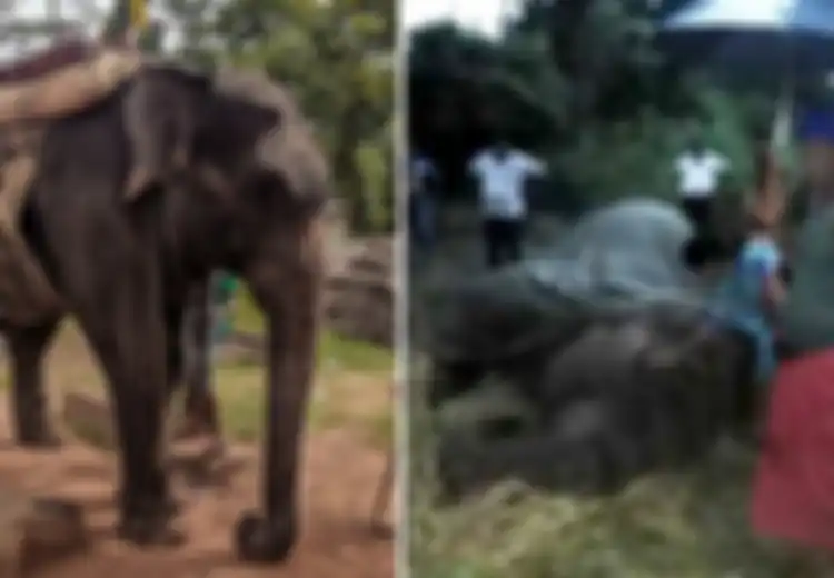 Digunakan Wisatawan untuk 'Bersenang-senang' di Tengah Teriknya Hari, Gajah ini Mati Mengenaskan
