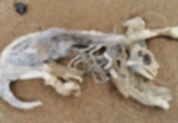 Makhluk Misterius Bertubuh Separuh Kucing dan Separuh Kadal Ditemukan di Pantai, Hewan Apa Itu?