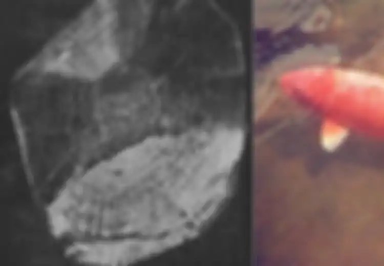 Inilah Hanako, Ikan Koi yang Bertahan Hidup Selama 2 Abad, Ilmuwan Ungkap Rahasia Ikan Itu Bisa Hidup Sangat Lama