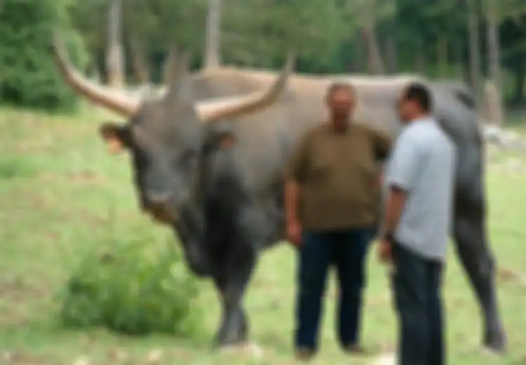 Menghidupkan Kembali Sapi Zaman Batu yang Sudah Punah, Pertanian Ini Juga Diisi Hewan yang Sudah Punah dari Abad 17