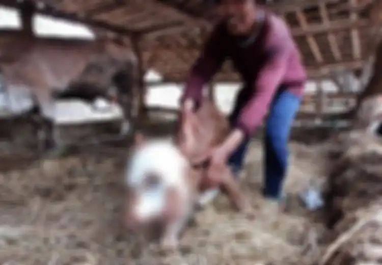 Dilahirkan Seperti Sapi pada Umumnya, Sapi di Bantul Ini Punya 'Keistimewaan' yang Jadi Tontonan Warga, 'Setelah Diraba Kepalanya, Kok Mulutnya dua, Matanya Tiga'