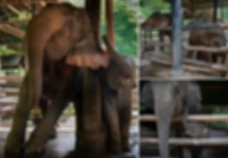 Rekaman Menyedihkan dari Kamp Pelatihan Gajah, Mereka Dikembangbiakan untuk 'Disiksa' Agar Menghasilkan Uang