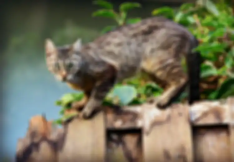 Gara-gara 'Lindungi' Diri Pakai Kucing, Pria Ini Harus Hadapi Hukuman 5 Tahun dan Denda Rp49 Juta