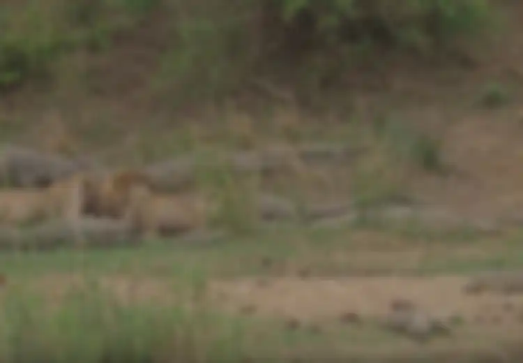 Video Ini Ungkap Bagaimana 9 Buaya Lapar Mengitari Singa-singa yang Menyantap Mangsanya: 'Gila Sekali'