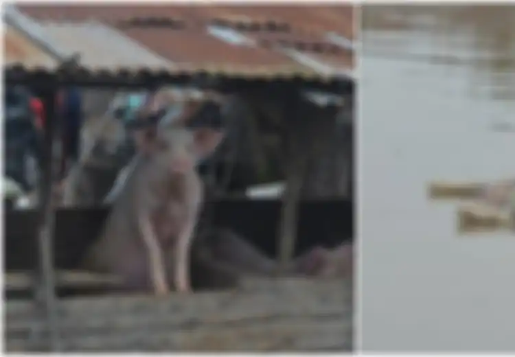 4 Ribu Babi Mati di Sumatera Utara karena Hog Cholera, Bisakah Menular ke Manusia?