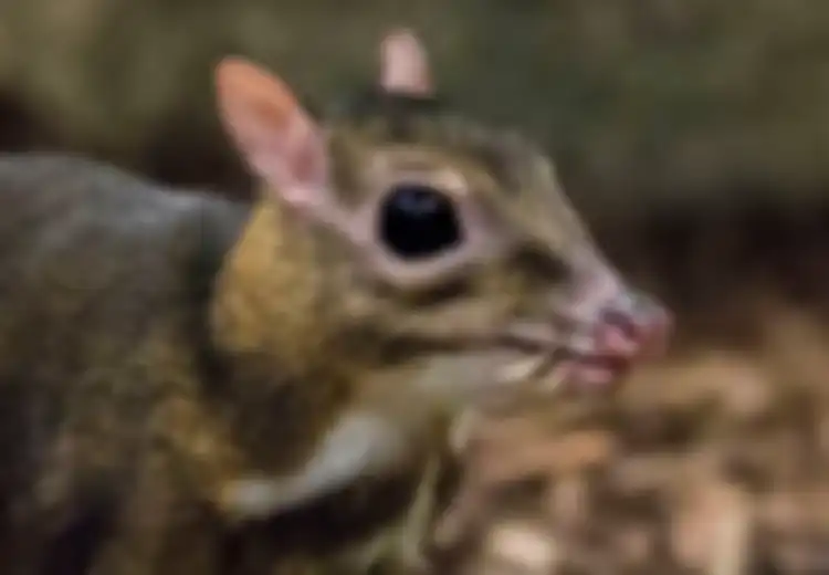 Mirip Tikus Tapi Kakinya Panjang, Hewan Ini Ditemukan Kembali Setelah 30 Tahun Dinyatakan Punah