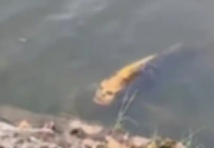 Viral Video Penampakan Ikan 'Berwajah Manusia', Ternyata Ada Sebab-sebab Tertentu Ini Dibalik Kemiripan Tersebut!