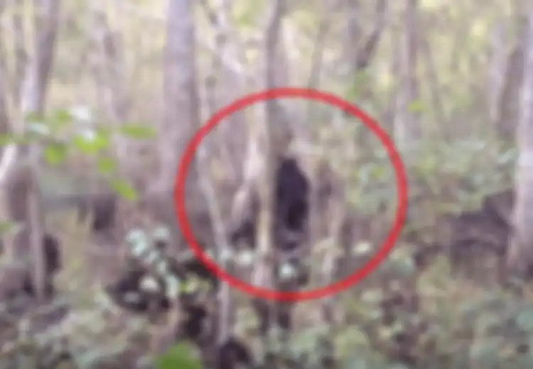 Kerjaannya Mengintai Manusia dari Dalam Hutan Rimba, Inilah Asal Mula Bagaimana 'Makhluk Primitif Berbahaya' Ini Bisa Menarik Perhatian Dunia