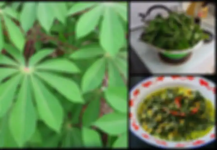 Campur Daun Singkong dan Daun Sirih Lalu Oleskan pada Sendi, Ini 7 Manfaat Luar Biasa Daun Singkong yang Mungkin Belum Anda Tahu!