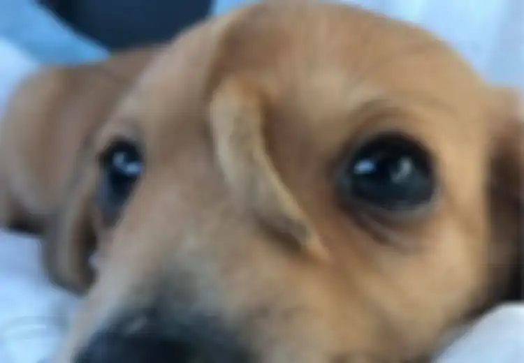 Punya Ekor Tambahan di Kepalanya, Anjing Ini Justru Bikin 17 Ribu Orang Antre untuk Mengadopsinya Setelah Dokter Putuskan untuk Tidak Mengoperasinya