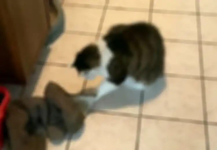 Dikira Kucingnya Bermain dengan Bayangan, Tiba-tiba Kucing Itu Melompat, Ternyata Ada Makhluk Ini di Balik Sepatu