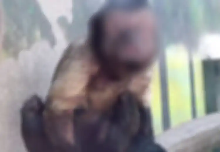 Karena 'Berwajah Manusia,' Monyet Ini Gagal Merayu, Sulit Dapat Pasangan, dan Betah Sendiri Selama 19 Tahun: 'Ia Suka Bermain Lumpur'