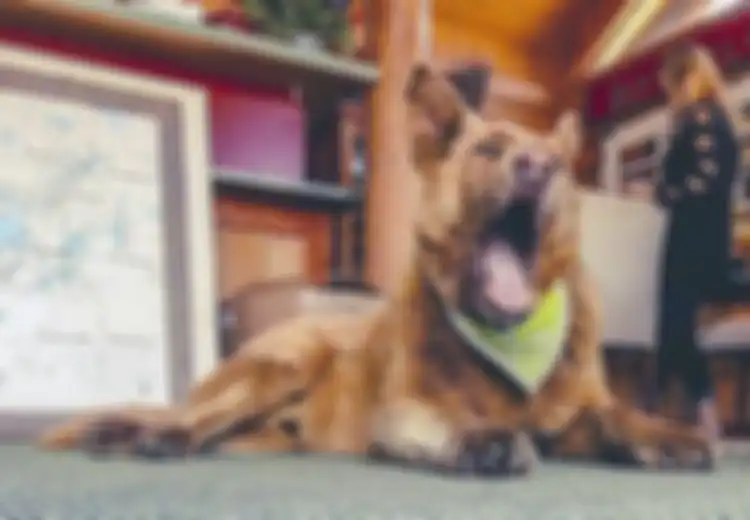 Jalan 6 Km Setiap Hari Selama Lebih dari 12 Tahun, Anjing Ini Senang Keliling Kota, Ternyata Hal Tak Terduga Ini yang Dilakukannya