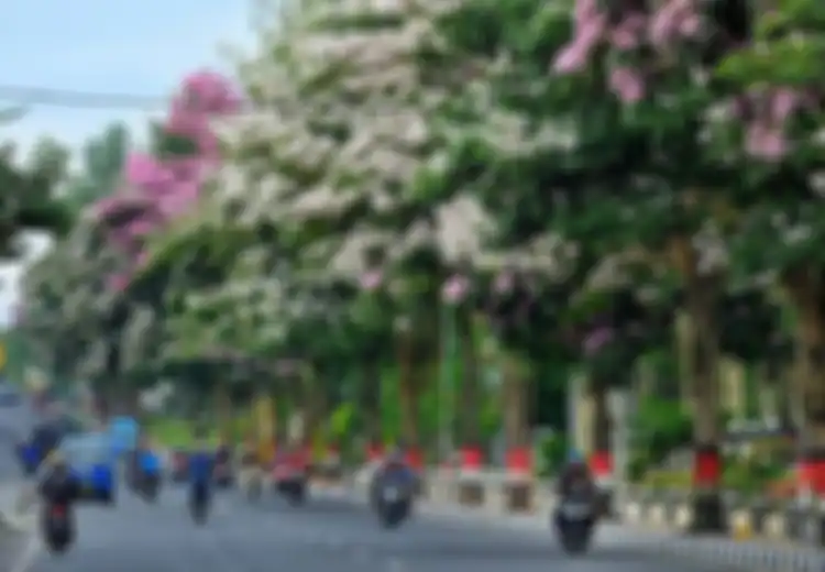 Bermekaran dan Jadi Viral di Magelang, Ini 4 Fakta Bunga Tabebuya, Bunga yang Mirip Sakura di Jepang
