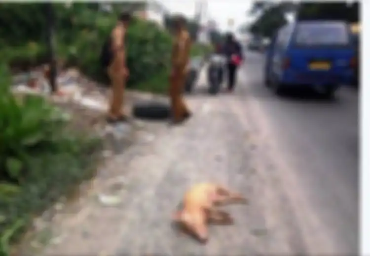 Bangkai Babi Ditemukan di Jalan-jalan, 'Ini Tadi Siang Ditemukan Sekitar Pukul 12.00 Lewat'