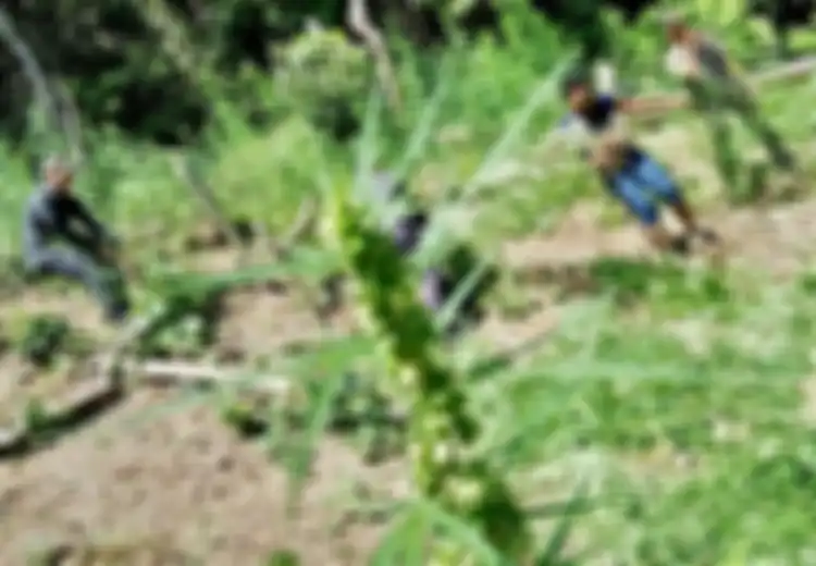 Polisi Temukan Ladang Ganja di Sumatera Utara, Luasnya 7 Hektar dan Nilainya Capai Rp52,5 Miliar