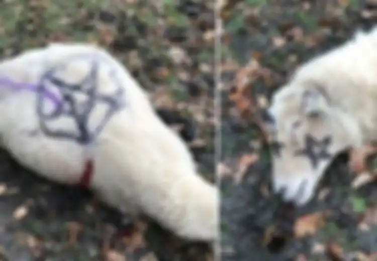 Diduga untuk 'Pemujaan Iblis,' Sapi dan Domba-domba Digeletakkan Tersembelih dan Diberi Simbol Setan: Mengkhawatirkan