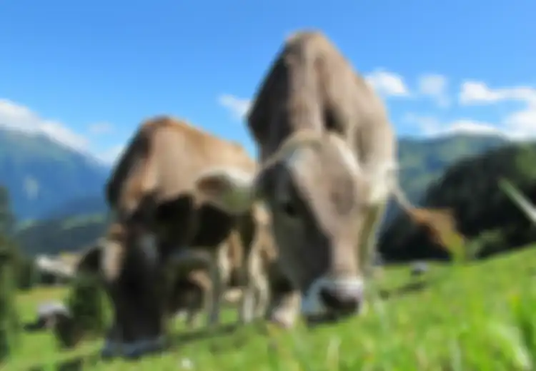 Gara-gara Sapi yang Dipeliharanya Bau, Petani Ini Diminta Membayar Rp124 Juta