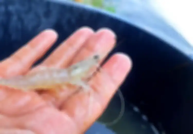 Tak Sengaja Tertusuk Udang Saat Sedang Mencucinya, Tangan Pria Ini Berakhir Mengerikan
